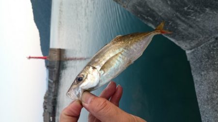 アジの地合い 短ッ、