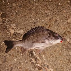 アジングからのチニング。