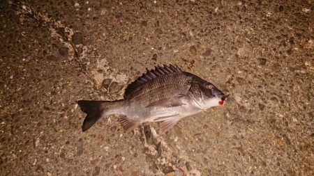 アジングからのチニング。