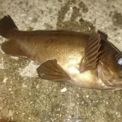 ３日連続アジング