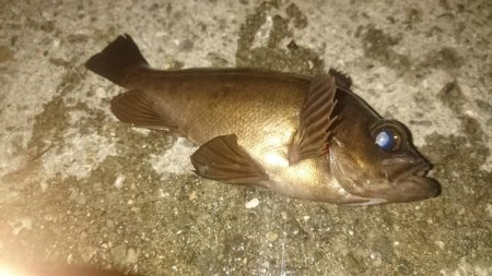 ３日連続アジング