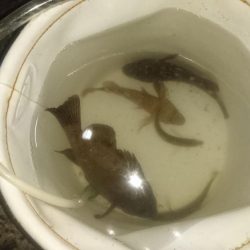 今日は少し肌寒い アジング