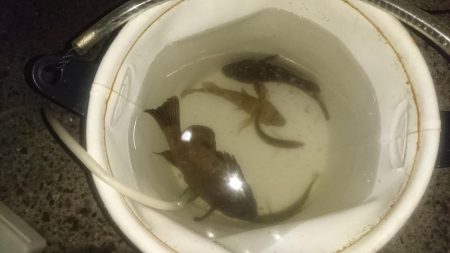 今日は少し肌寒い アジング