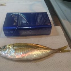 風強い～アジングは厳しい