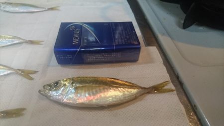 風強い～アジングは厳しい