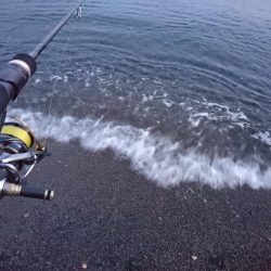 サーフでイカとシーバス