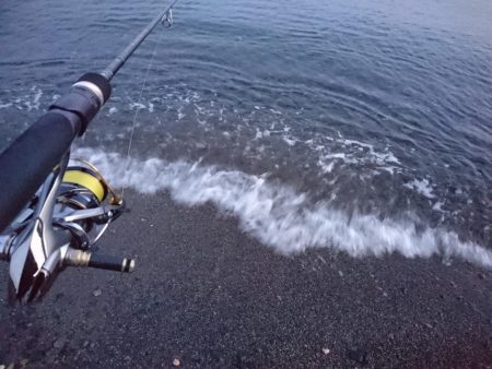 サーフでイカとシーバス