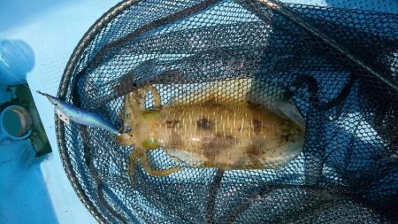 ボートエギング