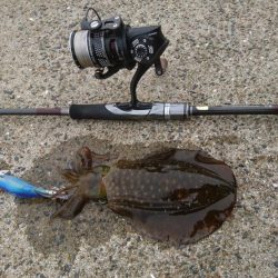 出張でエギング