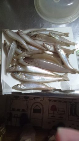 鱚釣り