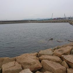 キス釣りなのに早朝アナゴ