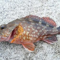 青物狙いでしたが・・・＞＜