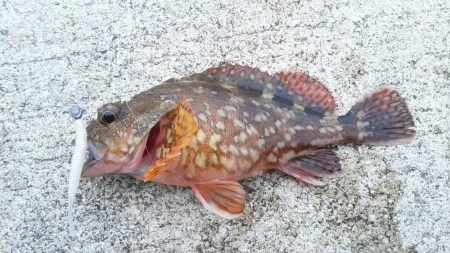 青物狙いでしたが・・・＞＜