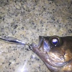 波紋メバリング！