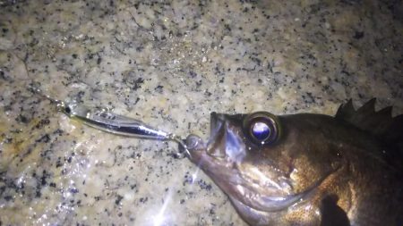 波紋メバリング！