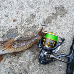 今年初キジハタ