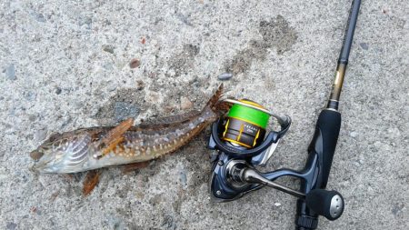 今年初キジハタ