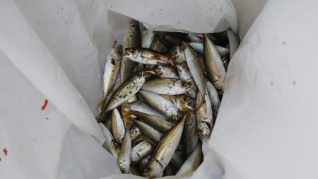 サビキで豆アジ