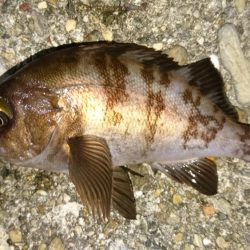 久々メバルプラッギング