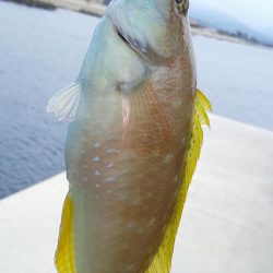 色々つれました