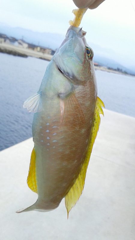 色々つれました