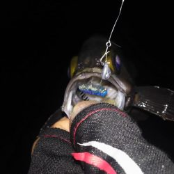 梅雨メバル好釣