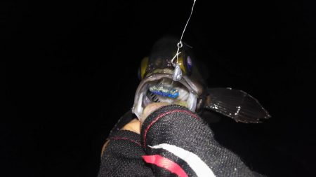 梅雨メバル好釣