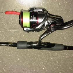 雨後はやっぱりシーバス