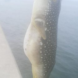 尺には届きませんでした