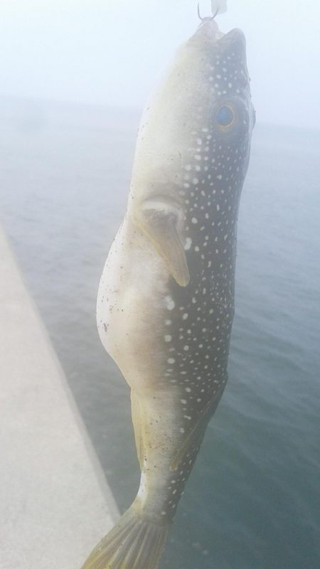 尺には届きませんでした