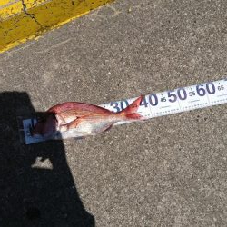 青物ねらいからの真鯛