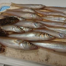 梅雨の晴れ間にキス釣りへ