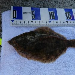 五目釣り、キス釣り