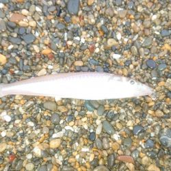 ダイワキスマスターズに重なり