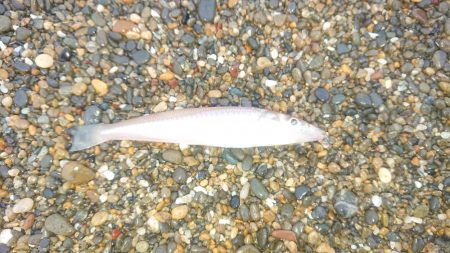 ダイワキスマスターズに重なり