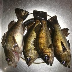 アジングのはずが