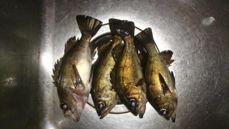 アジングのはずが