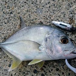台風明け早朝からキャストです。
