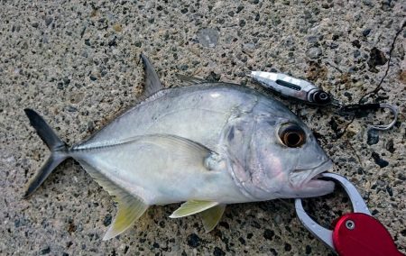 台風明け早朝からキャストです。