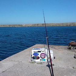 淡路西淡のキス釣査