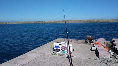 淡路西淡のキス釣査