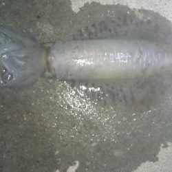 夕まずめ狙いで行って来ました。