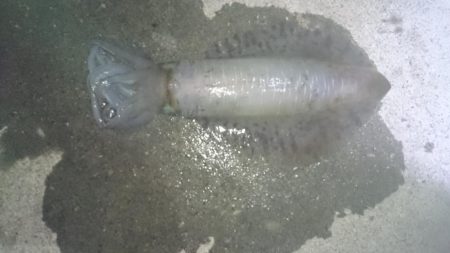 夕まずめ狙いで行って来ました。