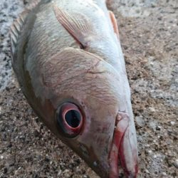 強風でなかなか渋いです。