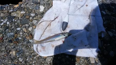 東二見人工島のキスが釣れません(・・?