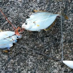 津居山漁港小島岸壁へリベンジ釣行