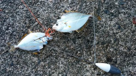 津居山漁港小島岸壁へリベンジ釣行