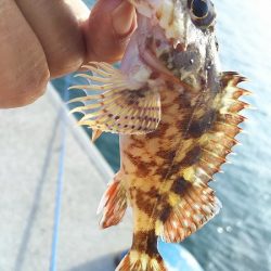 ちょい投げで、いろいろ釣れたのですが、アジ狙い・・・。