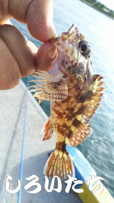 ちょい投げで、いろいろ釣れたのですが、アジ狙い・・・。