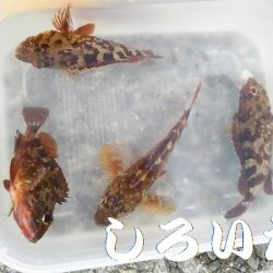 なれない、フカセ釣り。